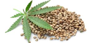 Feminized Hemp Seeds Online